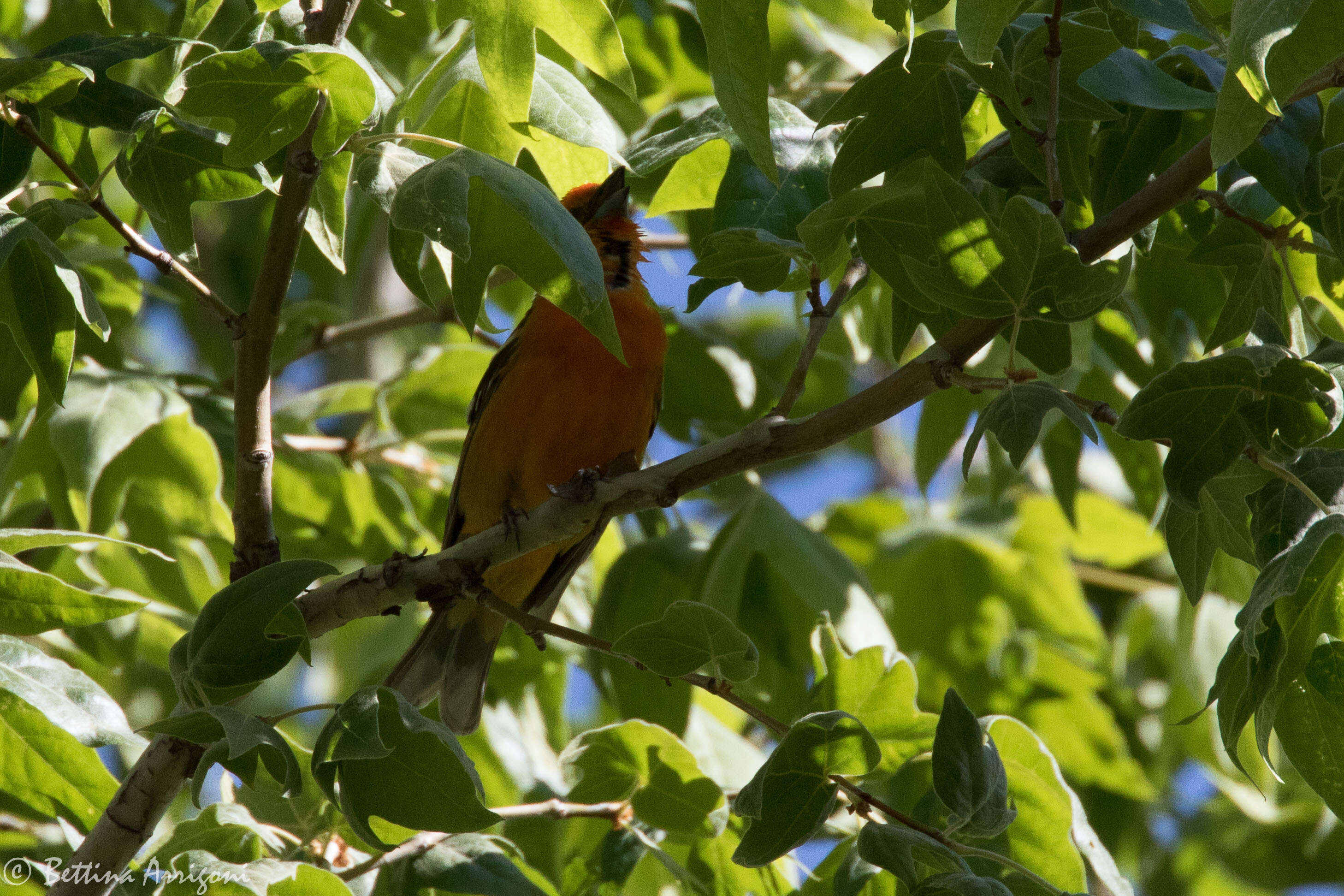 Image of Flame-colored Tanager