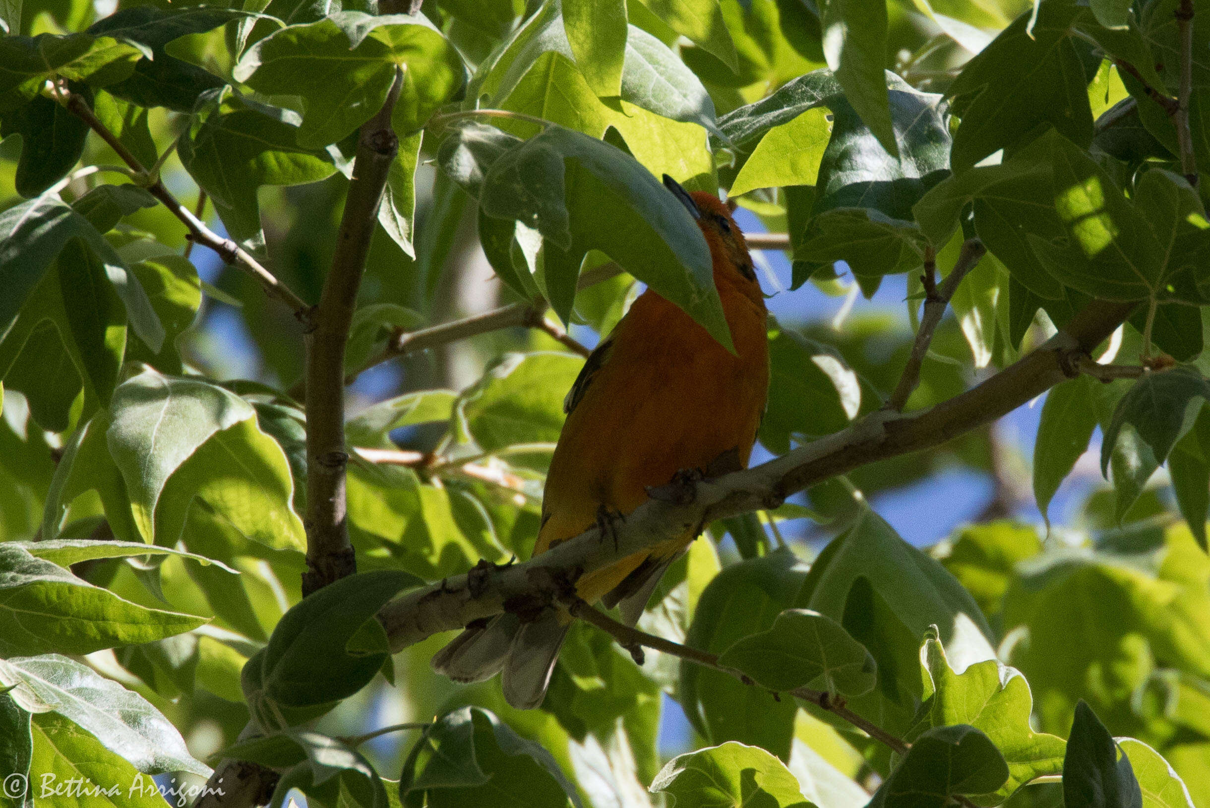 Image of Flame-colored Tanager