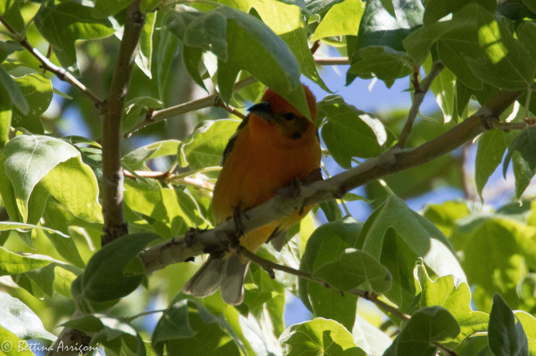 Image of Flame-colored Tanager