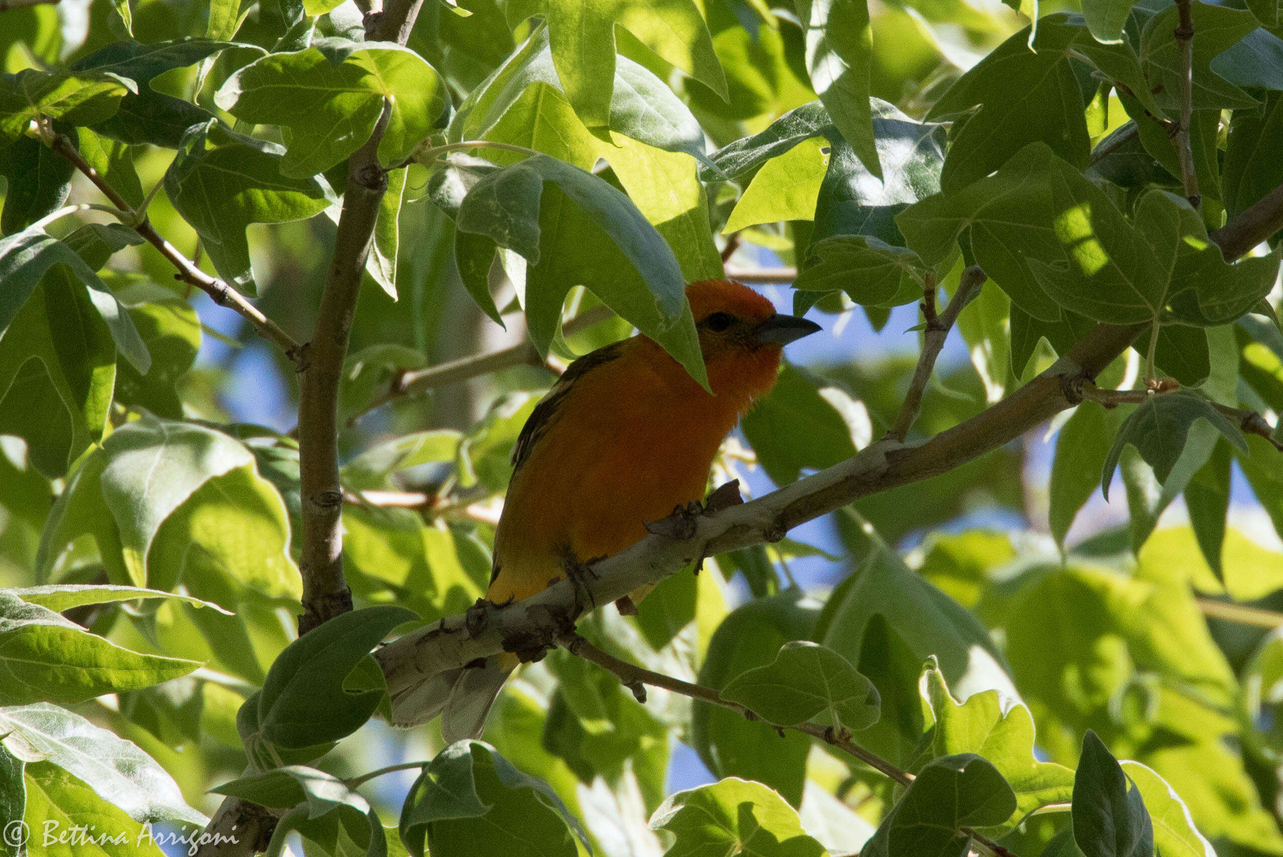 Image of Flame-colored Tanager