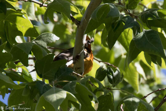 Image of Flame-colored Tanager