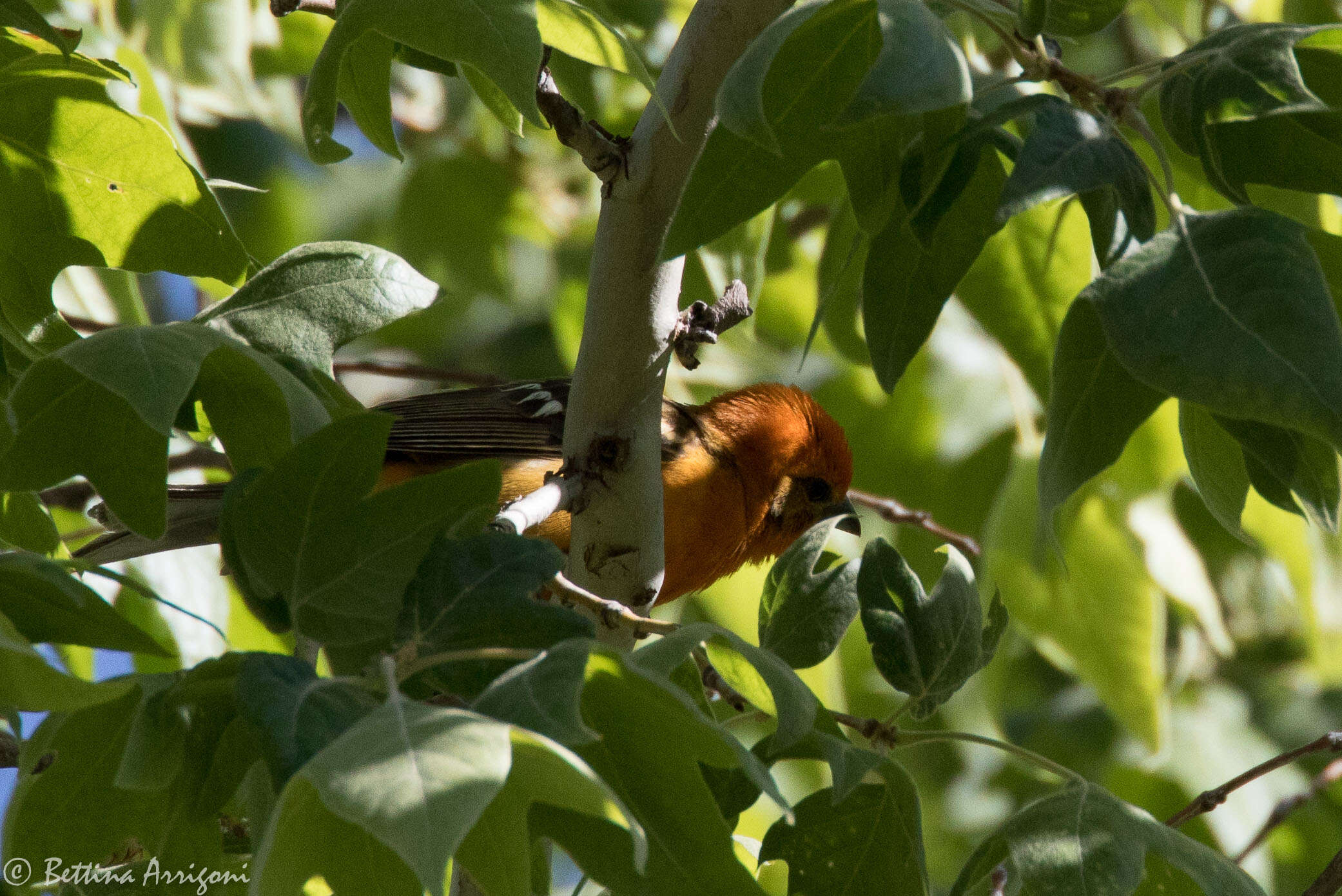 Image of Flame-colored Tanager