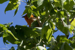 Image of Flame-colored Tanager