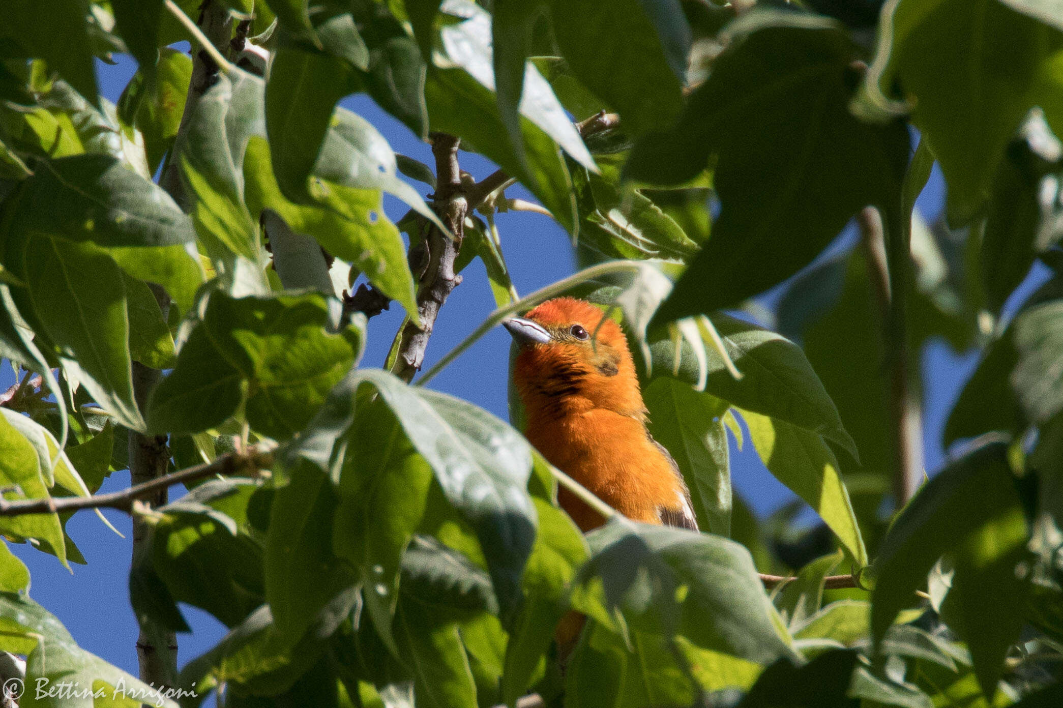 Image of Flame-colored Tanager