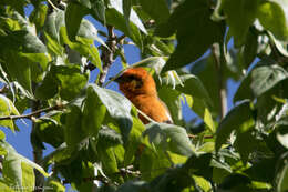 Image of Flame-colored Tanager