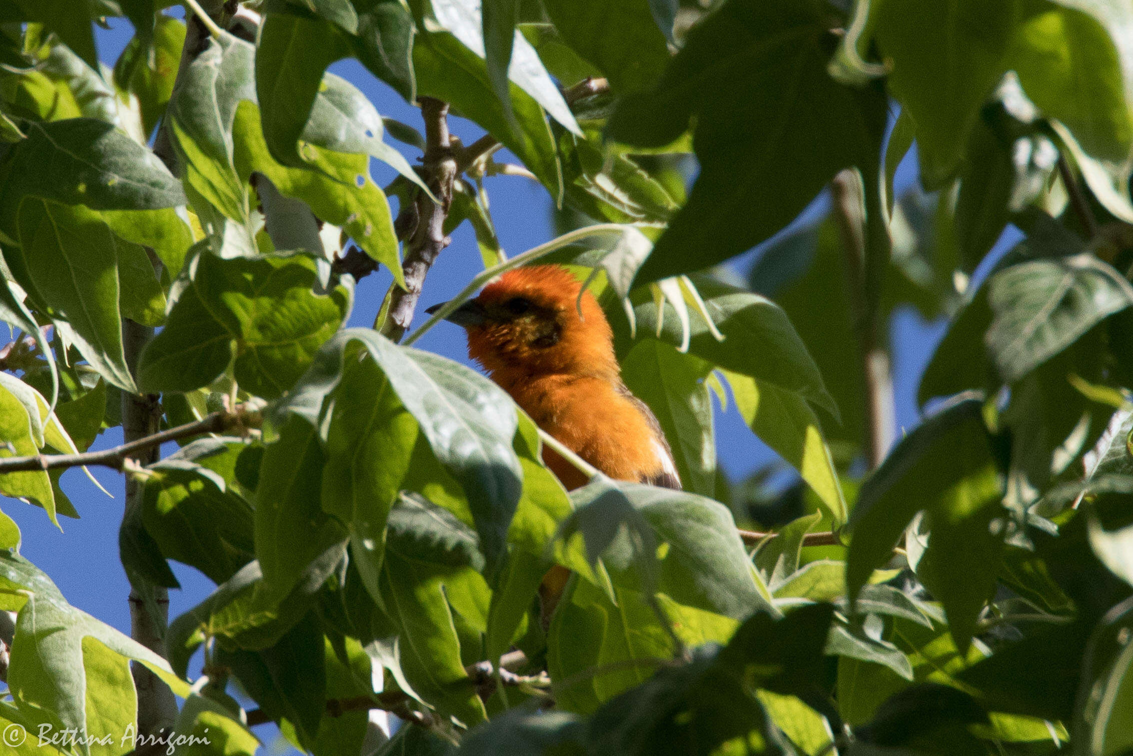 Image of Flame-colored Tanager