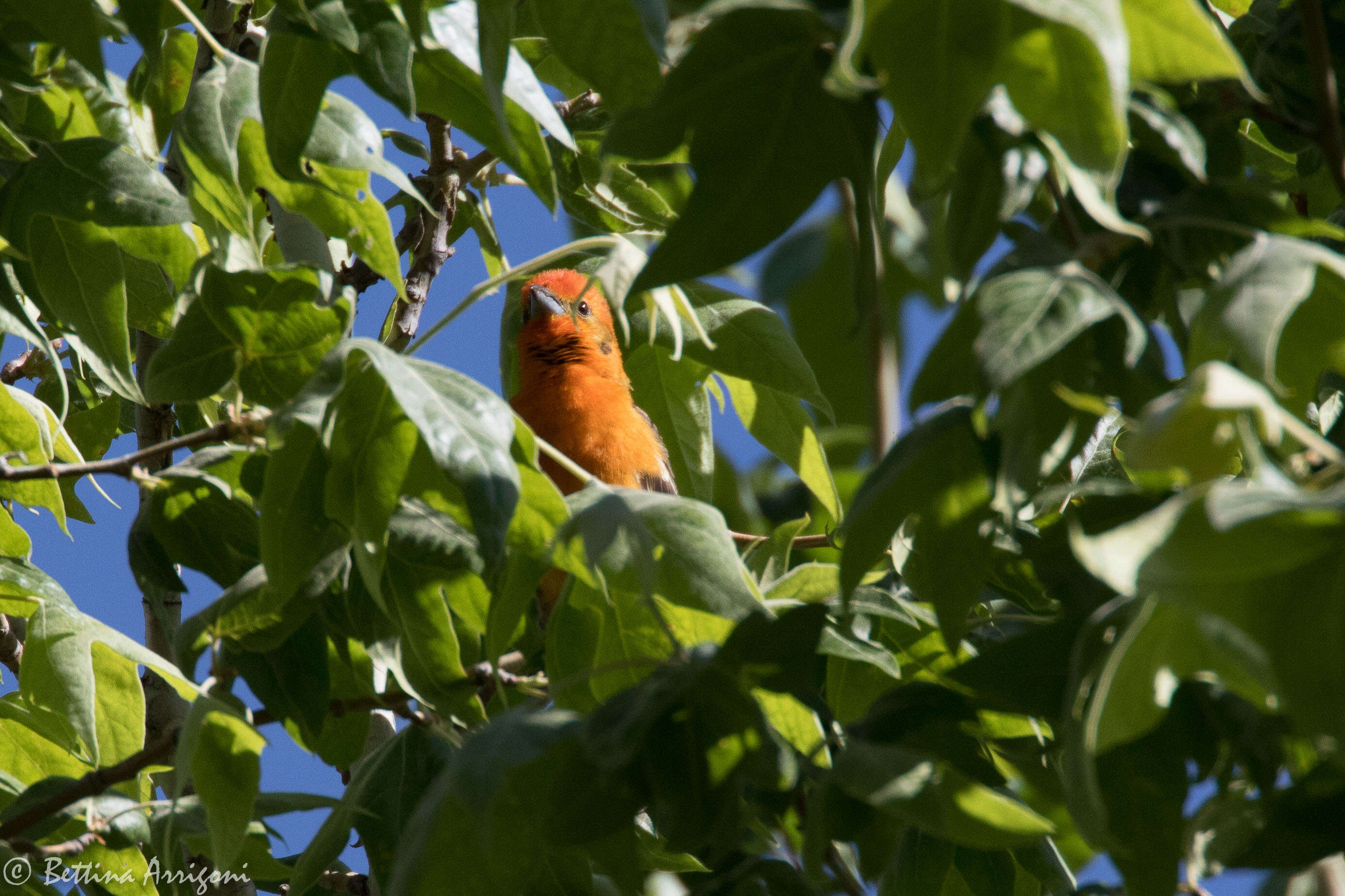 Image of Flame-colored Tanager