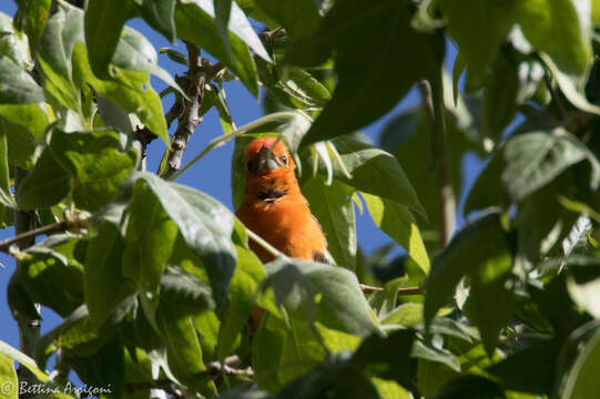 Image of Flame-colored Tanager