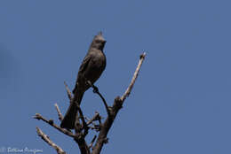 Image of Phainopepla Baird & SF 1858