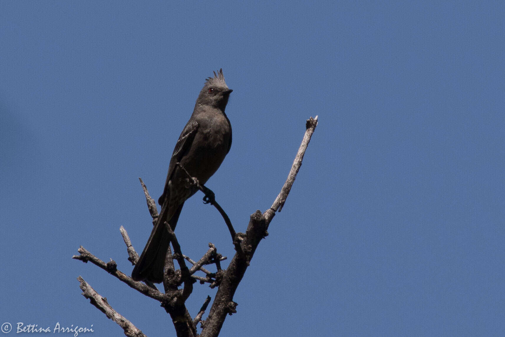 Image of Phainopepla Baird & SF 1858