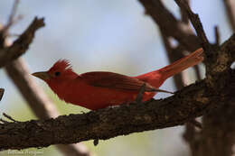 Image of Summer Tanager