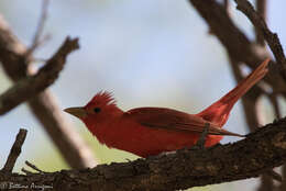 Image of Summer Tanager