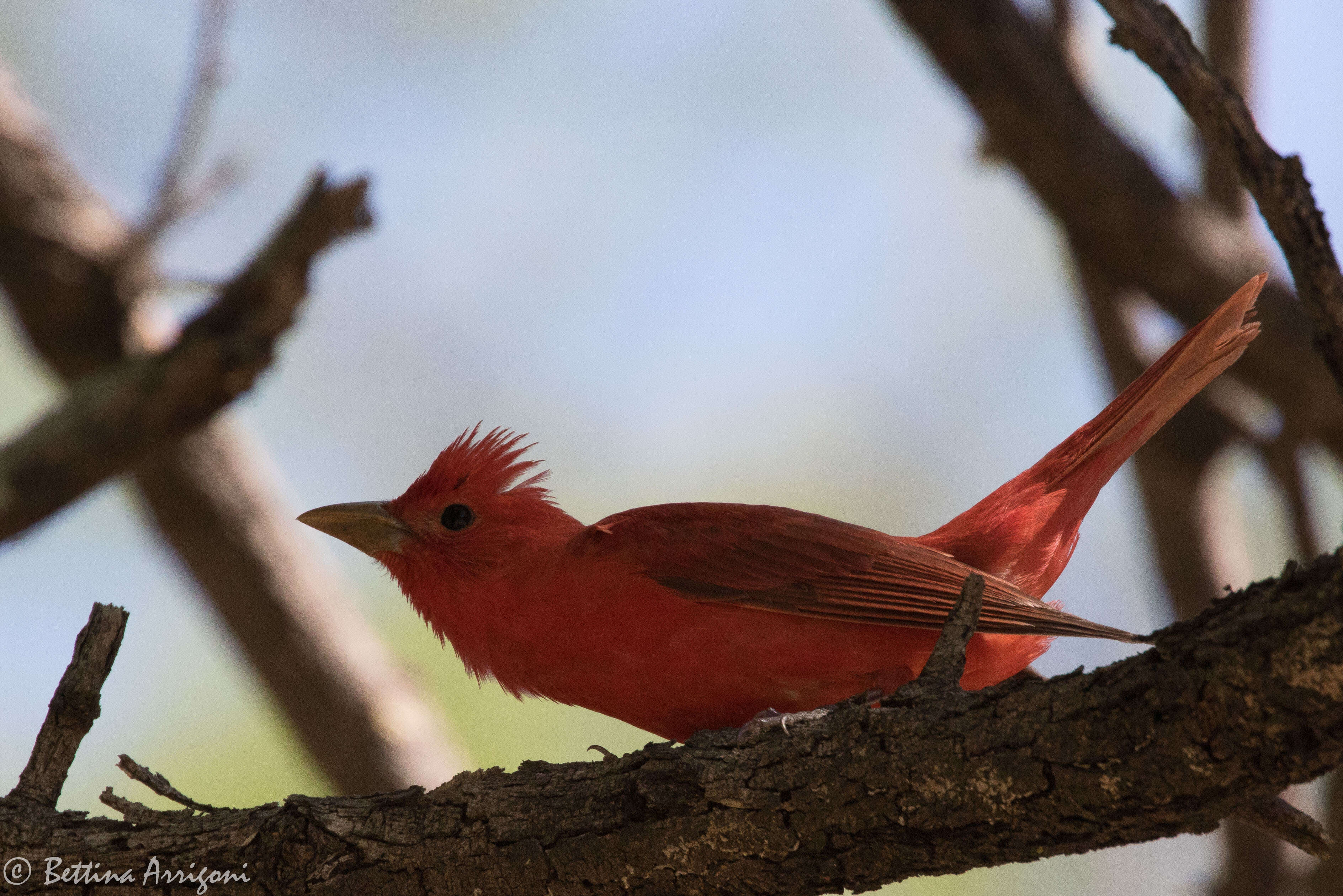 Imagem de Sanhaçu-vermelho