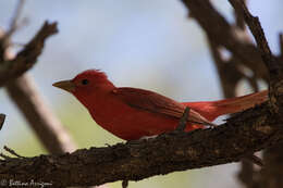 Imagem de Sanhaçu-vermelho