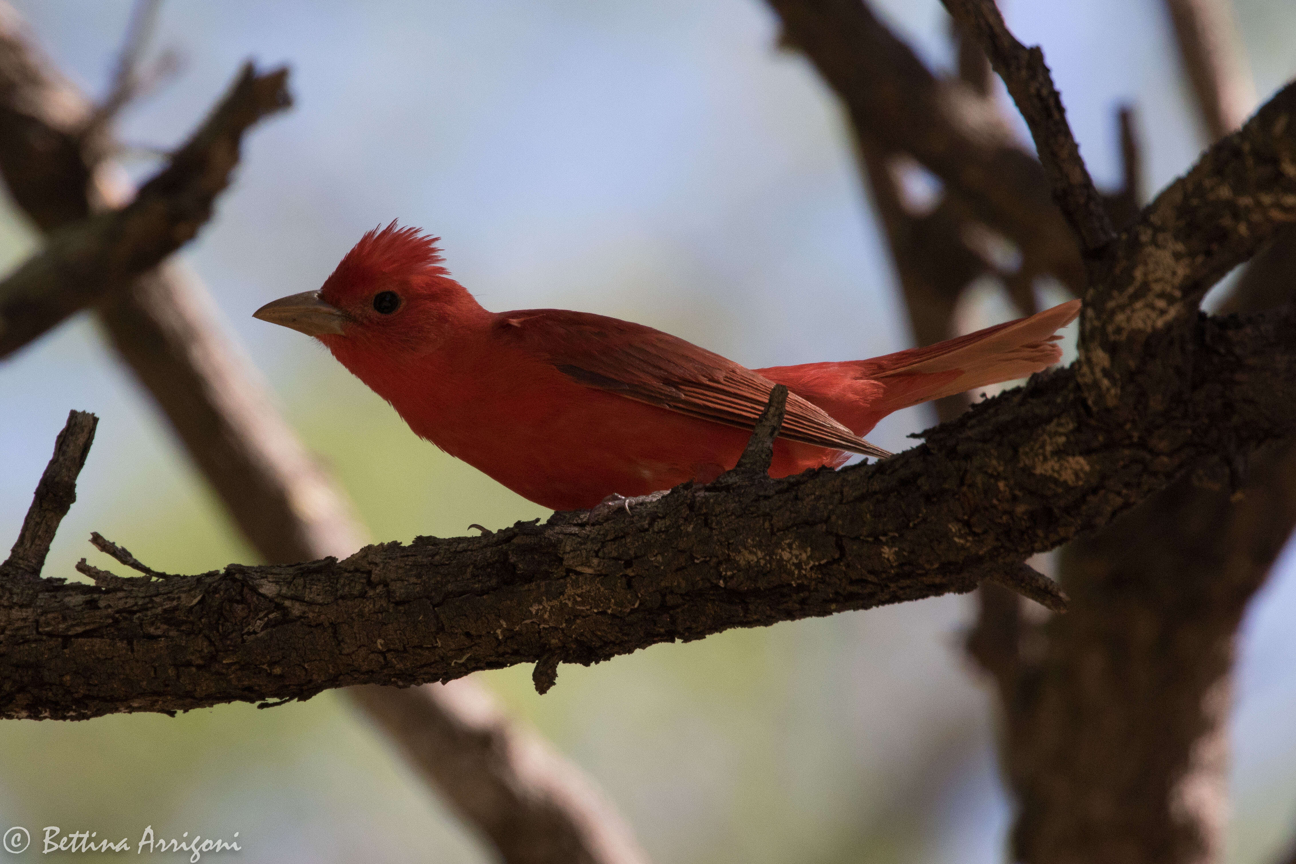 Image of Summer Tanager