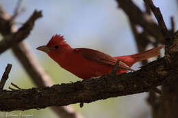 Image of Summer Tanager