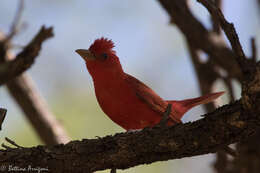 Imagem de Sanhaçu-vermelho