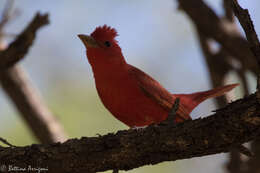 Imagem de Sanhaçu-vermelho