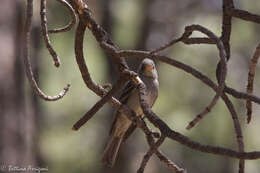 Image of Greater Pewee