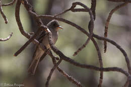 Image of Greater Pewee