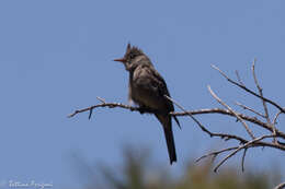 Image of Greater Pewee