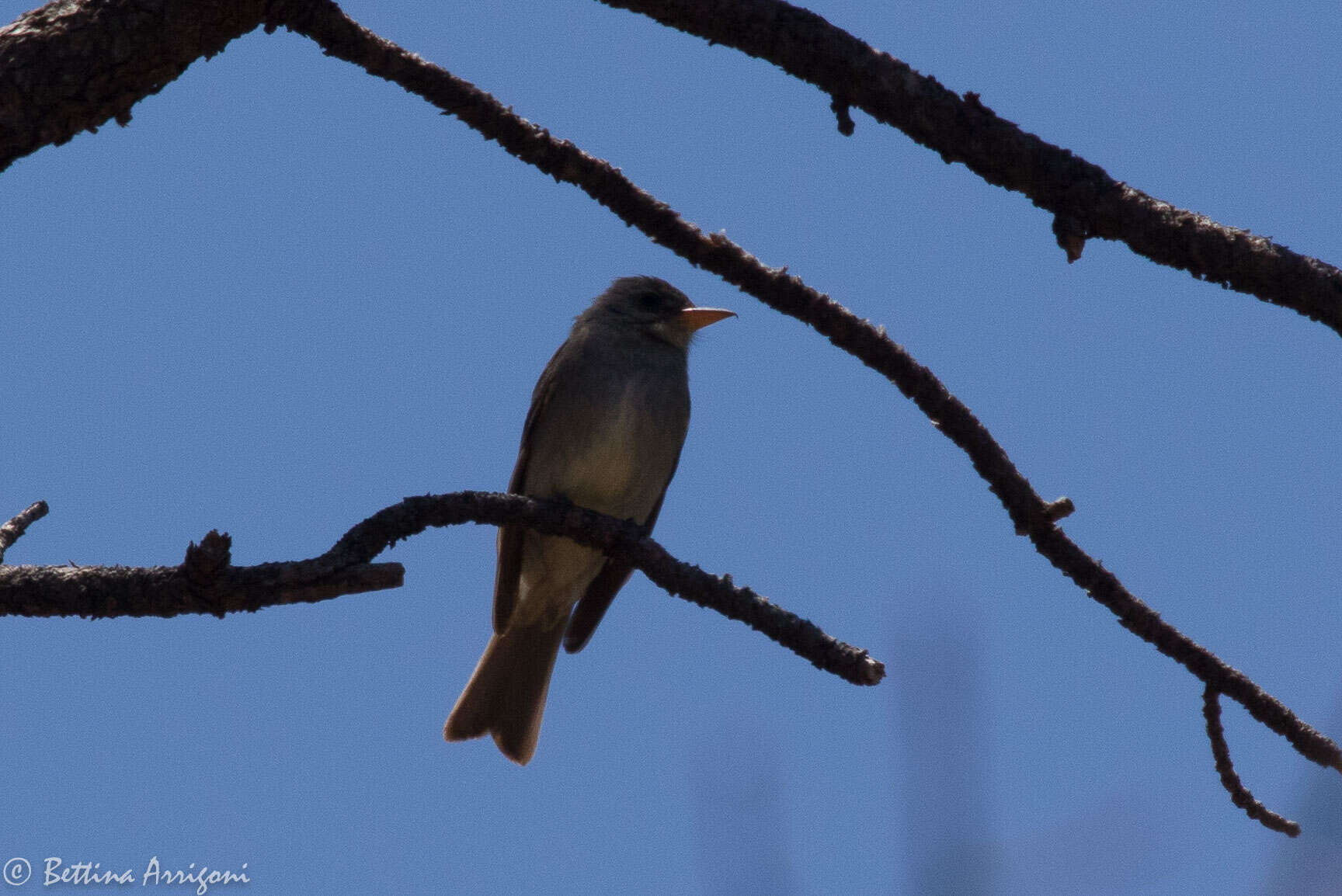 Image of Greater Pewee