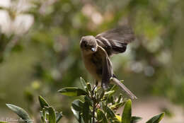 Image of Buff-breasted Flycatcher