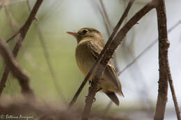 Image of Pacific-slope Flycatcher