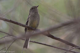 Image of American Dusky Flycatcher