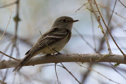 Image of American Dusky Flycatcher