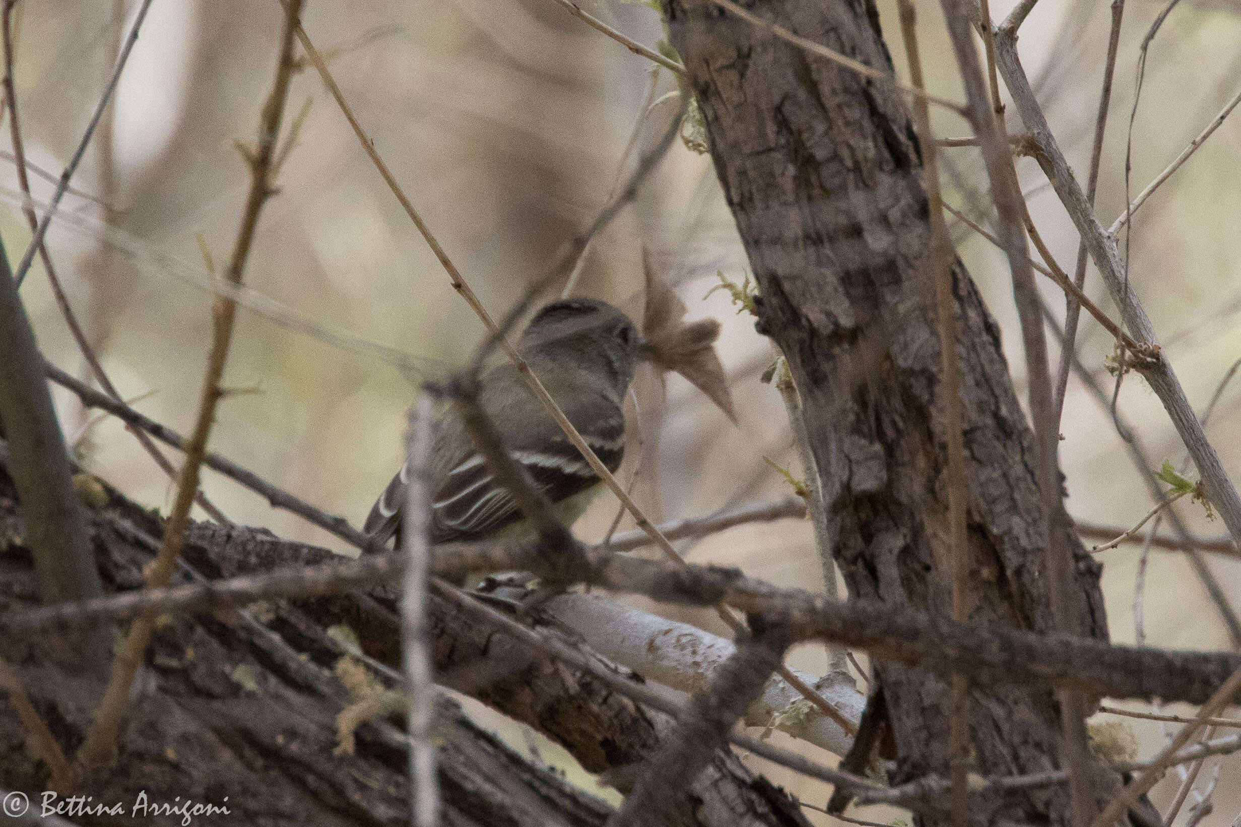 Image of American Dusky Flycatcher