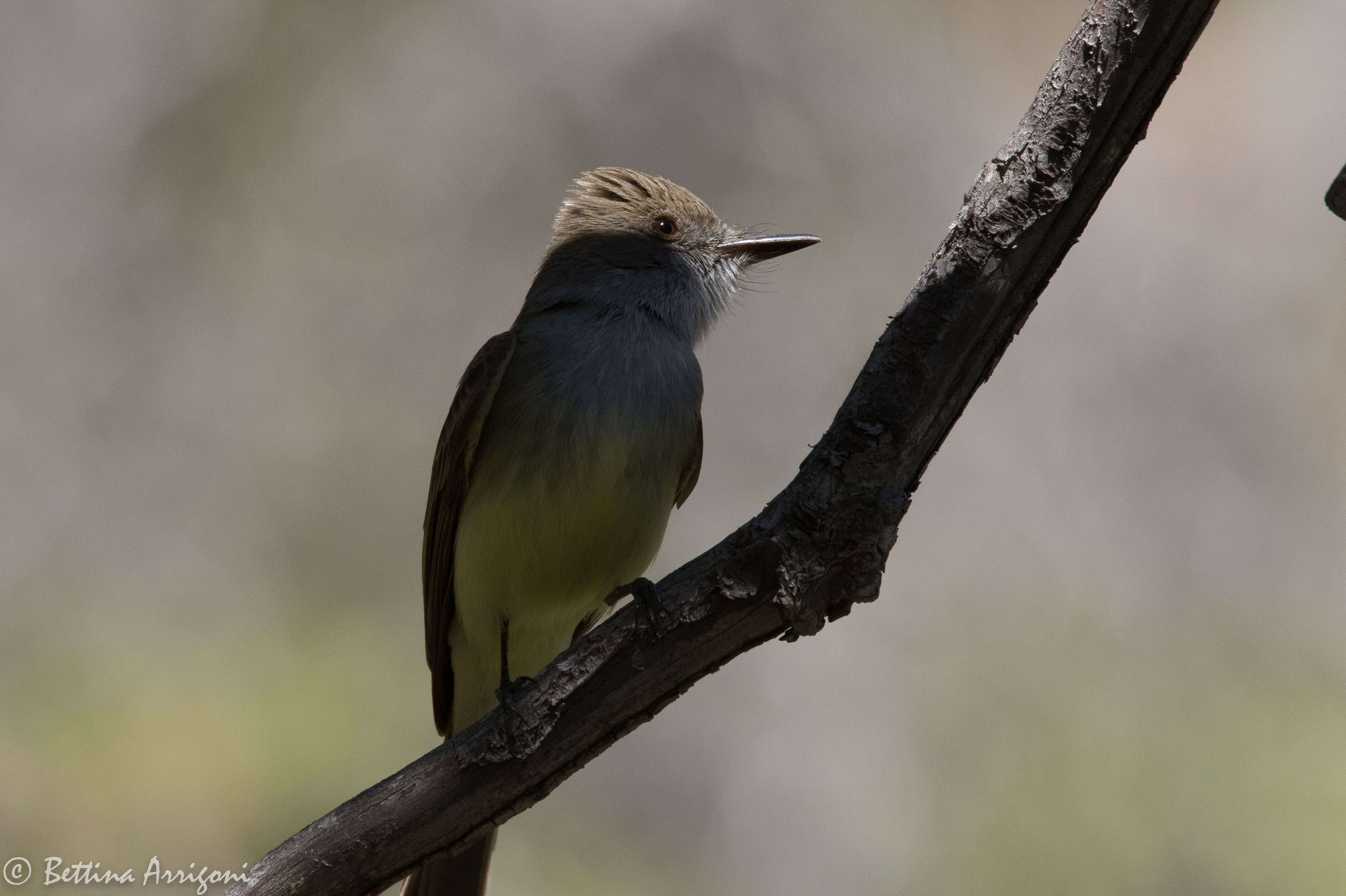 Image of Dusky-capped Flycatcher