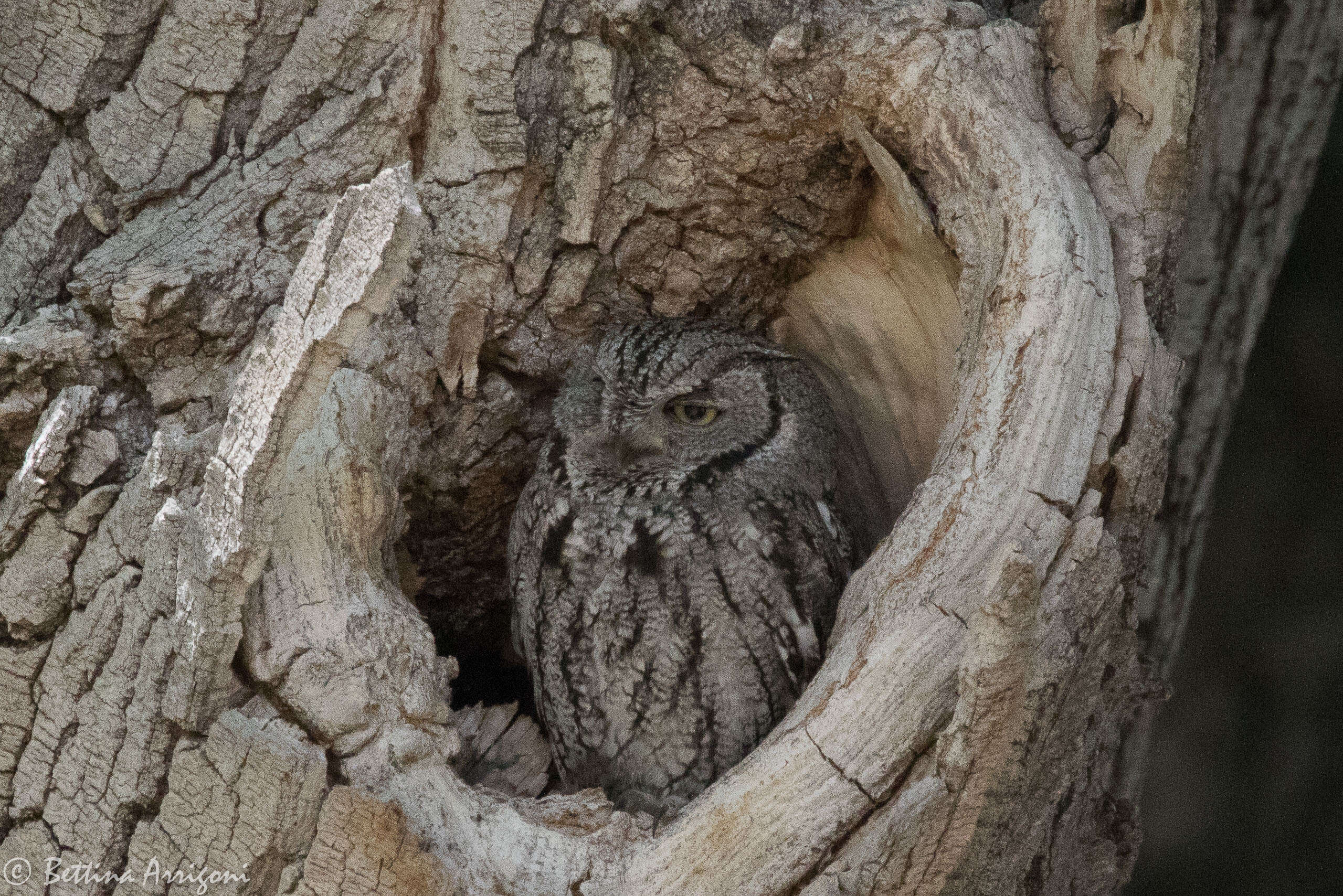 Image of Western Screech Owl