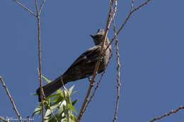 Image of Phainopepla Baird & SF 1858