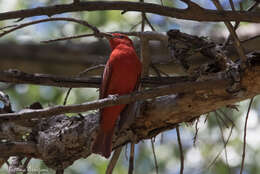 Image of Summer Tanager