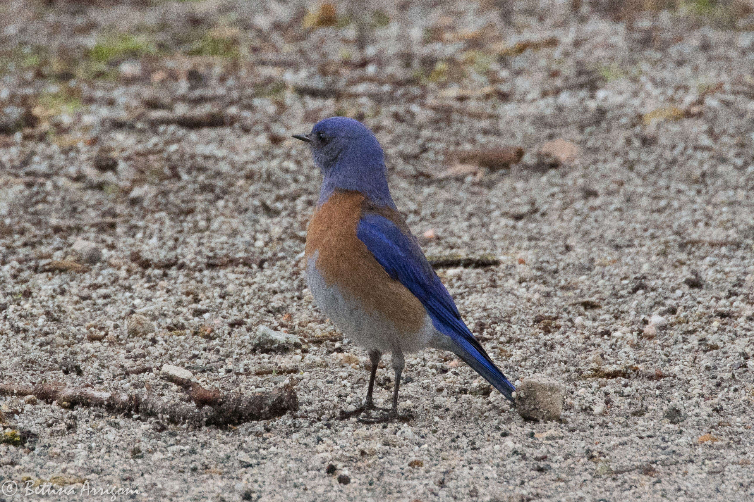 Image of Western Bluebird