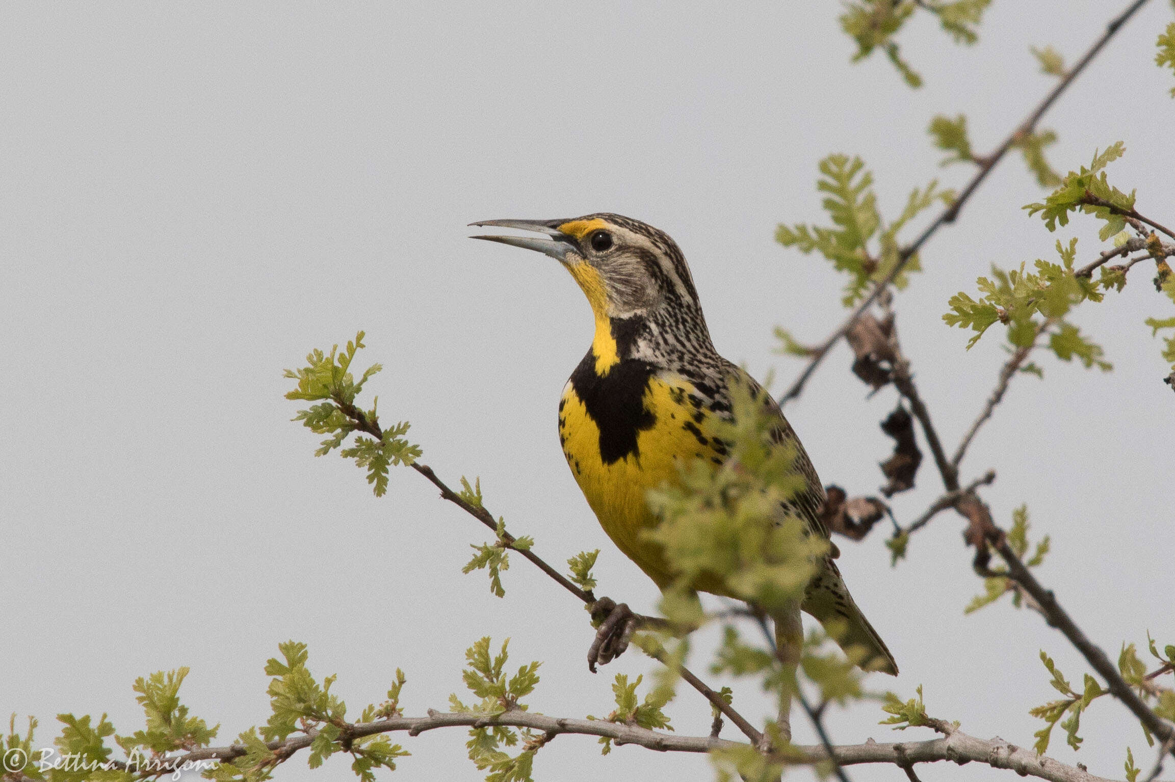 Image of Western Meadowlark