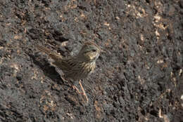 Image of Lincoln's Sparrow