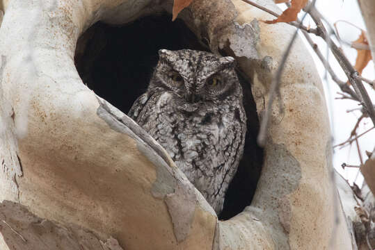 Image of Whiskered Screech Owl