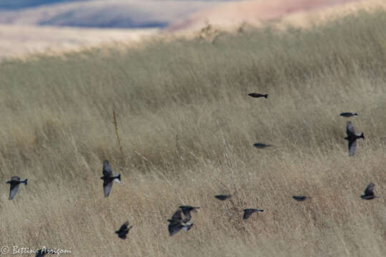 Image of Chestnut-collared Longspur