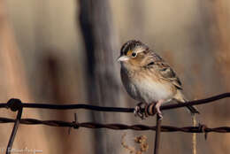 Image of Grasshopper Sparrow