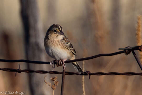 Image of Grasshopper Sparrow