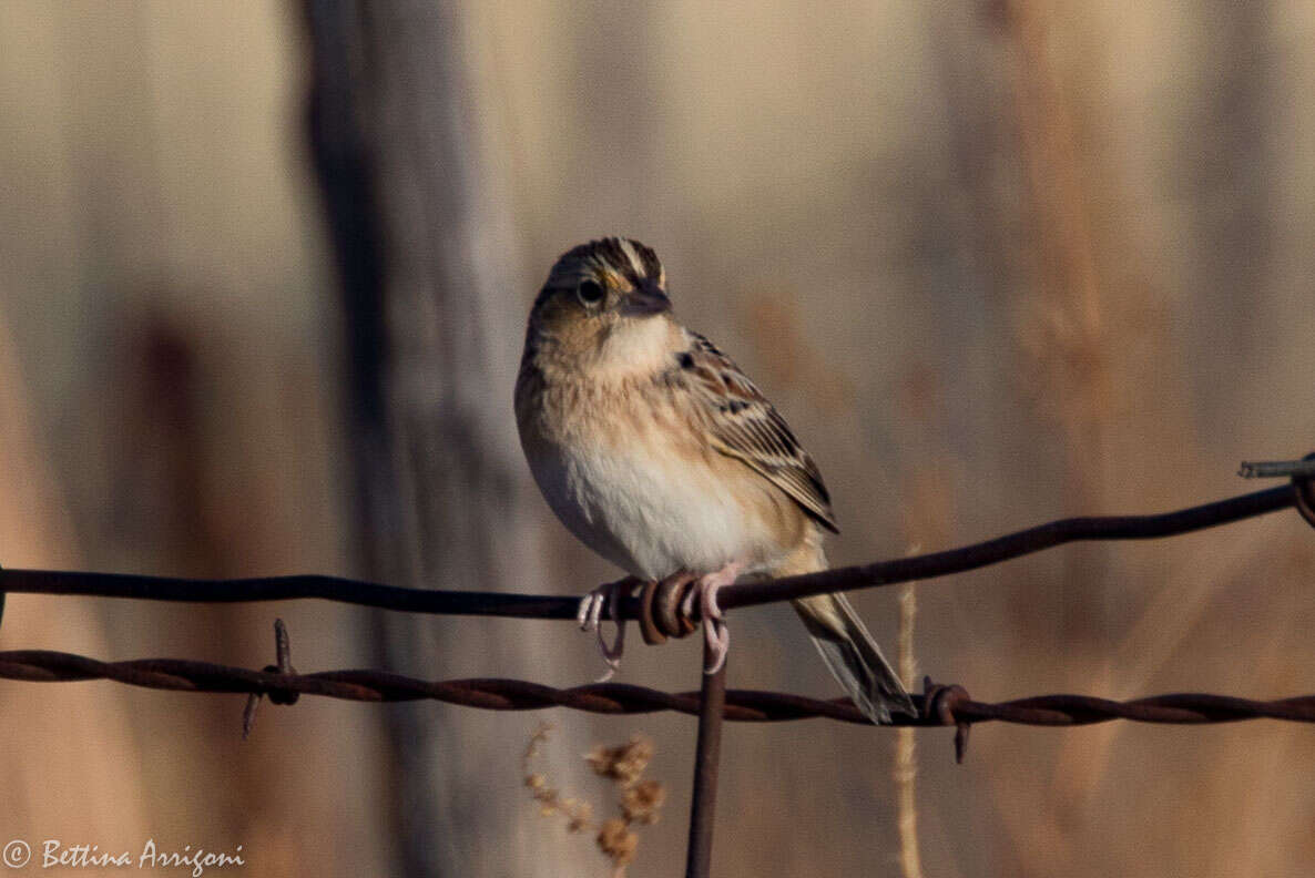 Image of Grasshopper Sparrow