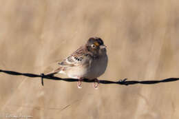 Image of Grasshopper Sparrow
