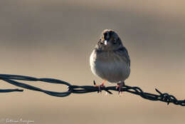 Image of Grasshopper Sparrow