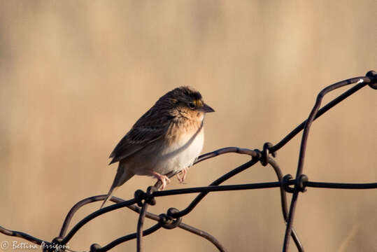 Image of Grasshopper Sparrow