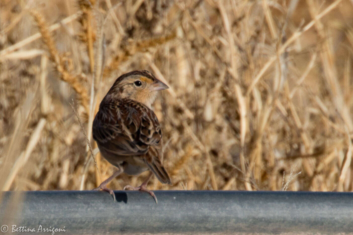 Image of Grasshopper Sparrow