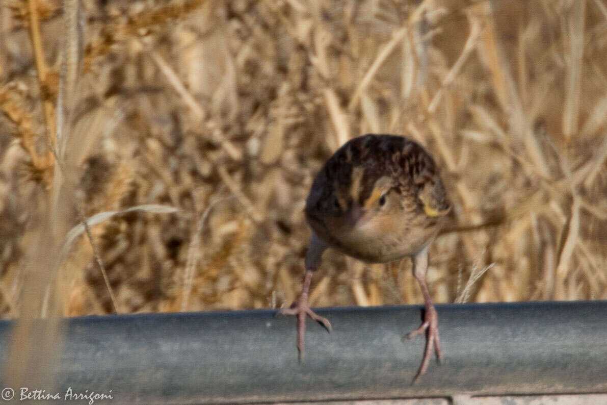 Image of Grasshopper Sparrow