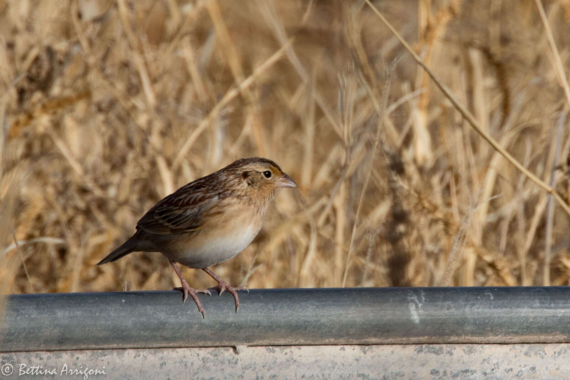 Image of Grasshopper Sparrow