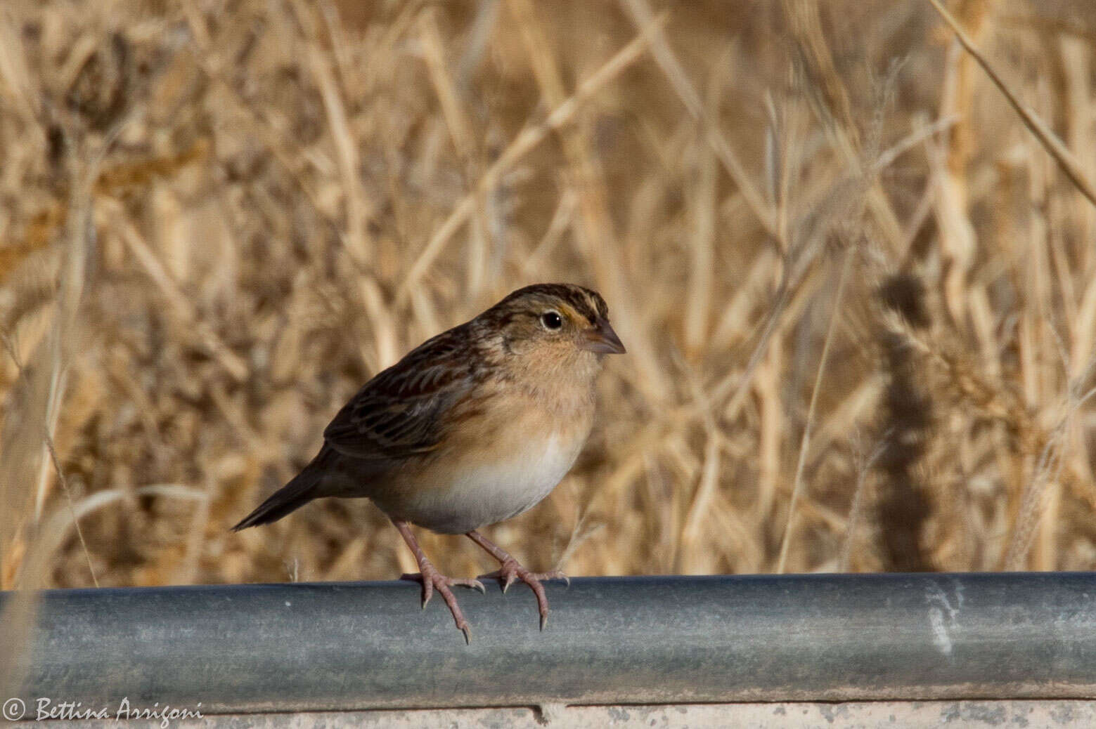 Image of Grasshopper Sparrow